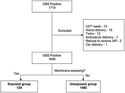 Membrane stripping in group B streptococcus carriers does not impede adequate intrapartum antibiotic prophylaxis: a retrospective study